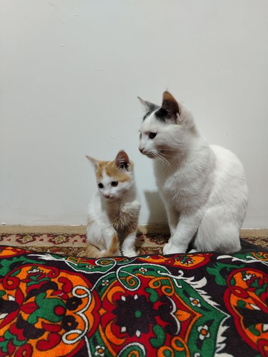 Ogizdagi jinsiy aloqa pornosi