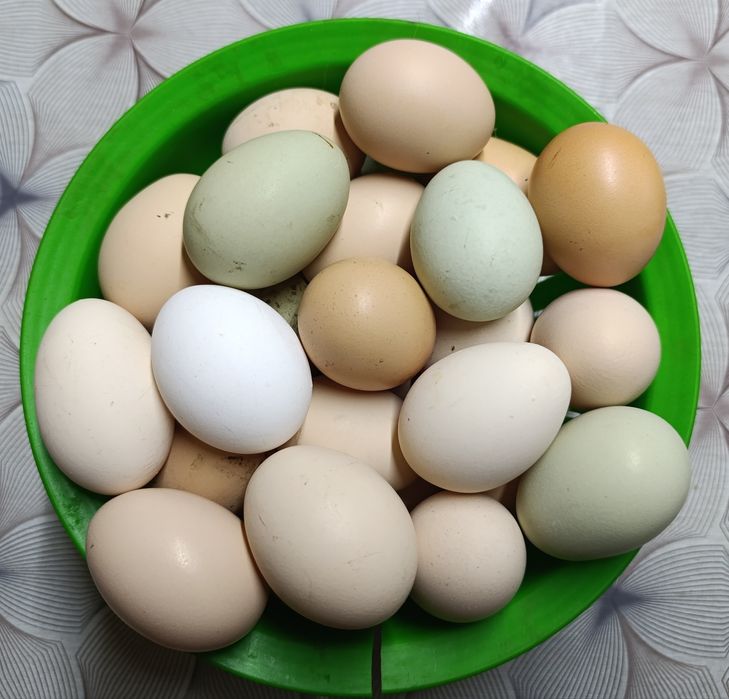 Продам яйца домашних кур.80тг