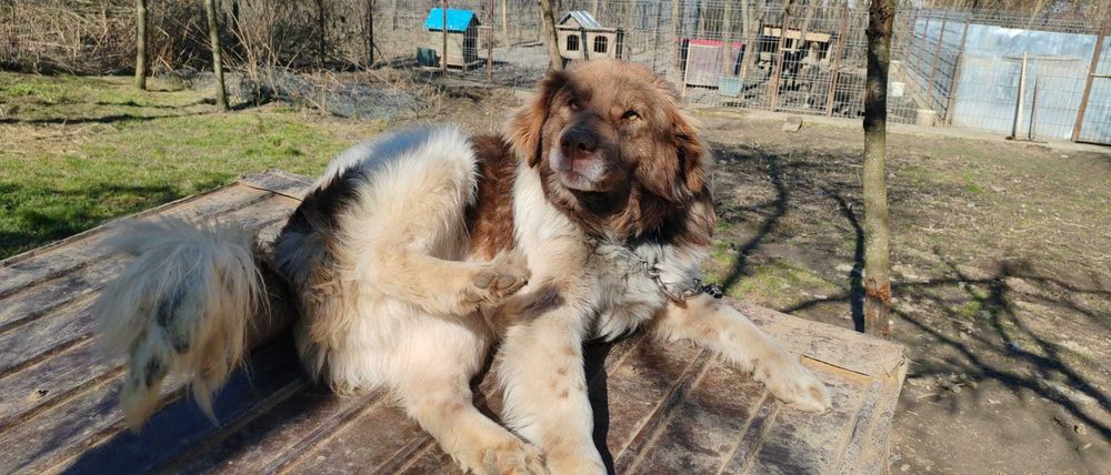 Rollo, pentru adoptie responsabila