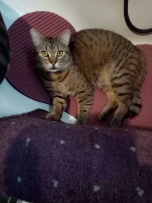 Ofer spre adoptie motan de 1 an in suceava