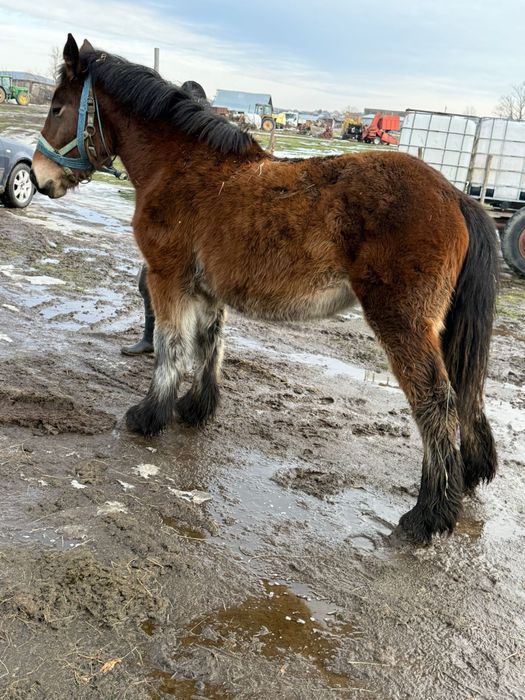 Vand iepe gestante manze