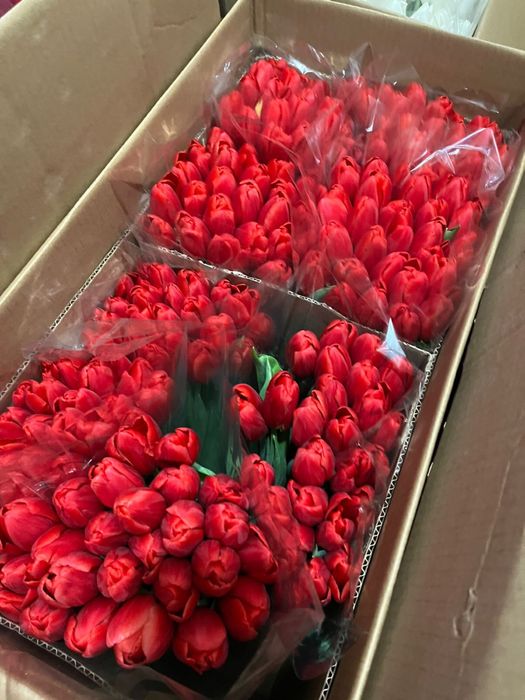 Тюльпаны в Астане