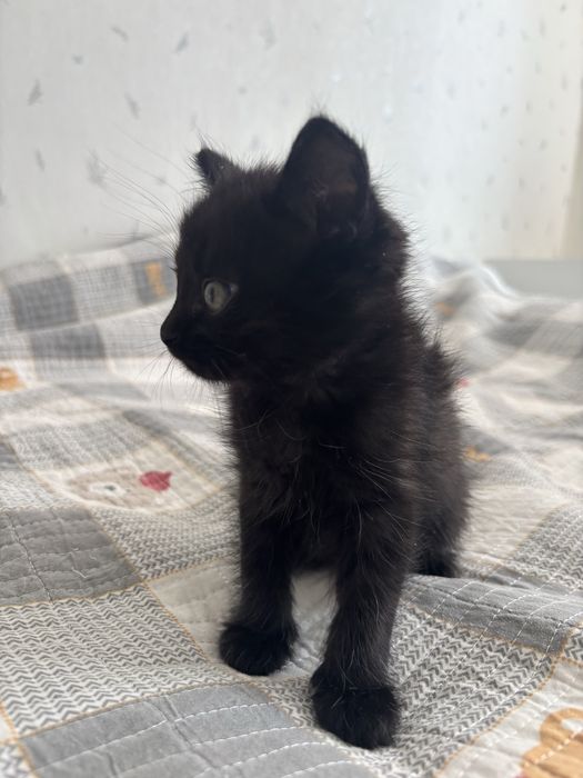 Котенок отдадим