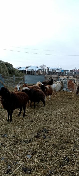 Продам баранов,қой.