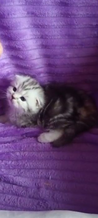 Продам вислоухого шотландского котика.