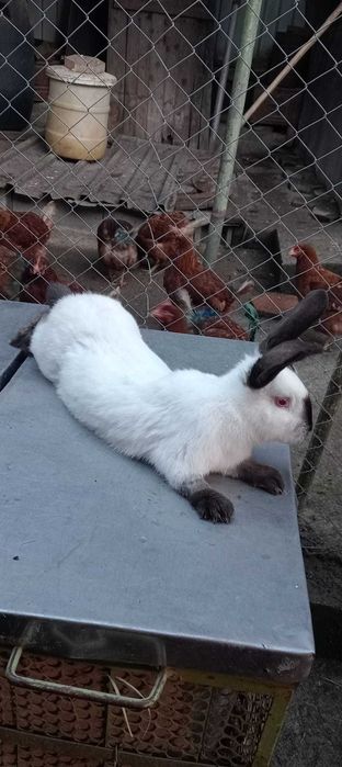 Vând femelă California