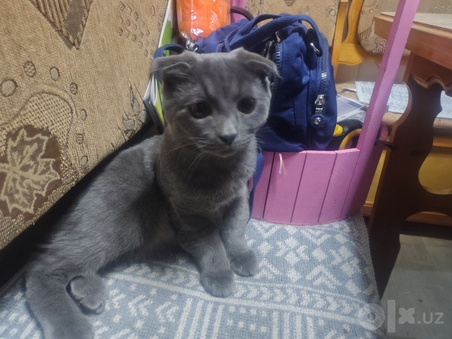 Нашли кота, найден кот