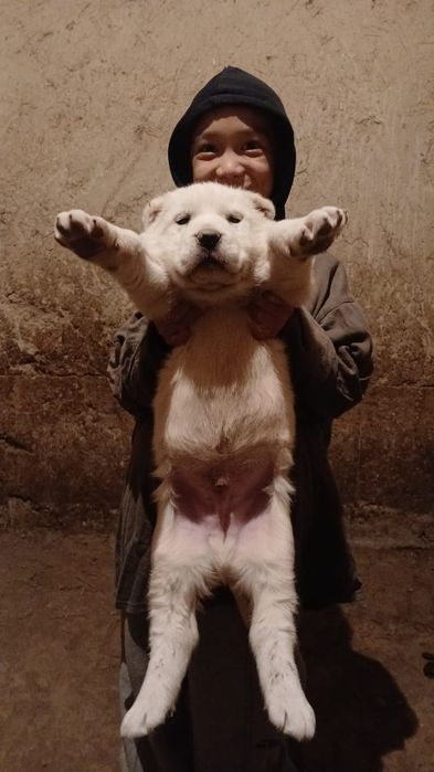 Продам щенка алабая, белый цвет.