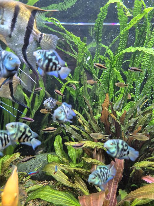 Попугай сапфировый