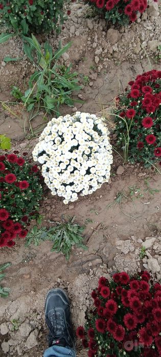 Globus xirizantema gul kochatimiz narxi 20.000