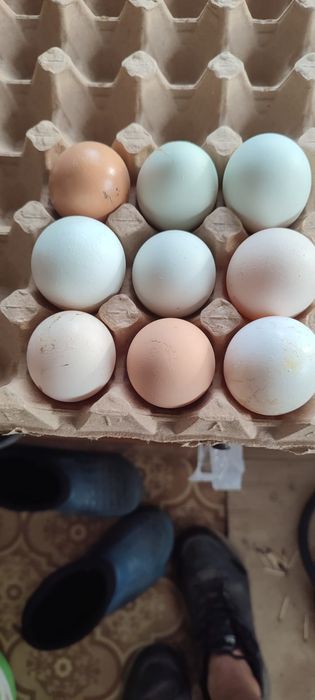 Продам кур несушек , домашние