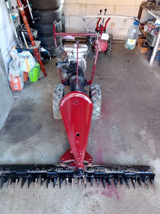 Cositoare carpatina de vânzare