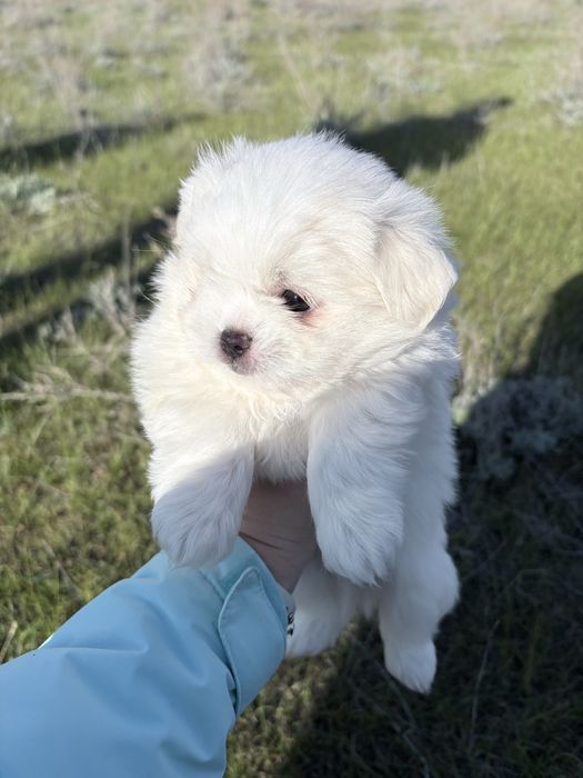 Продам Мальтезе.