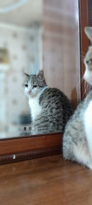 Mushuk tekinga yaxshi oilaga