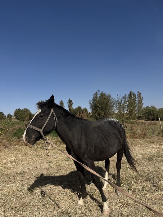 Жылқы сатылады..