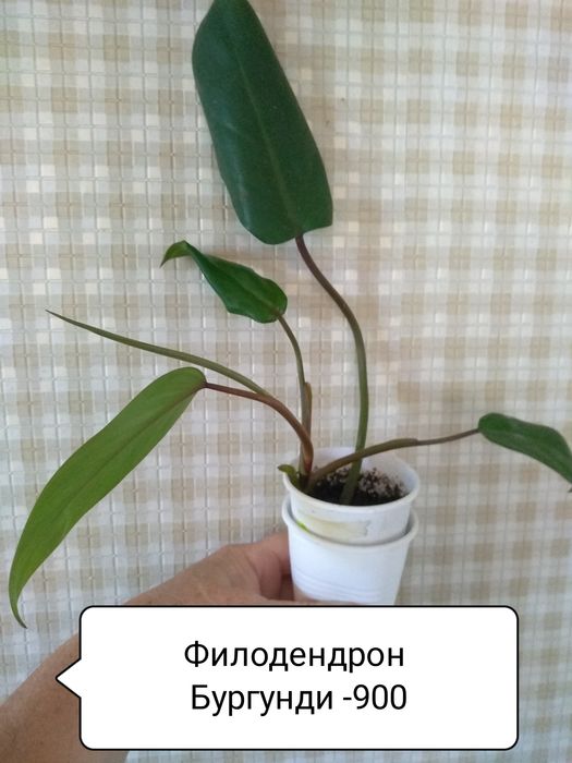 Сциндапсус, Филодендрон