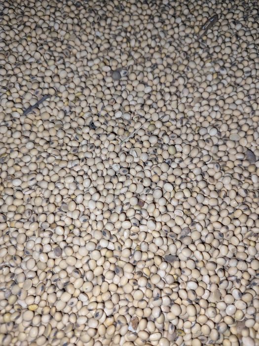 Vând Soia, Porumb, Grâu