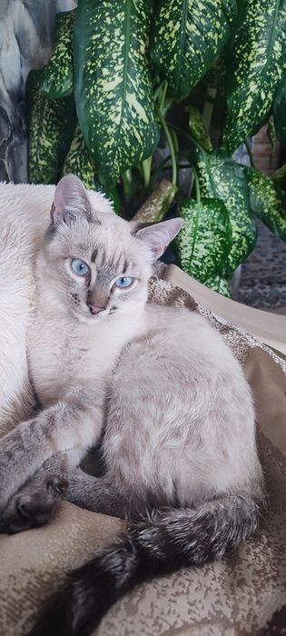 Отдам котёнка, бесплатно.