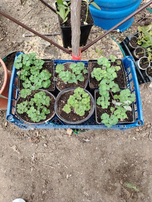 Продам растения для сада