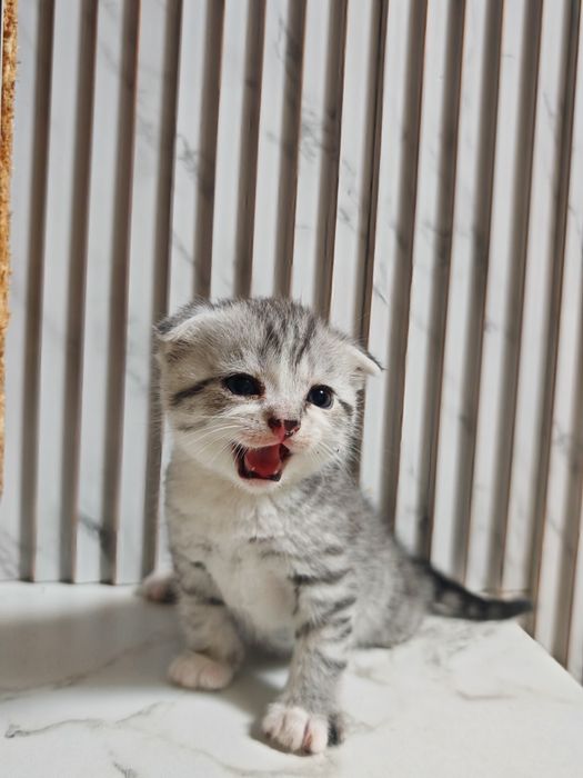 Продам милого котёнка