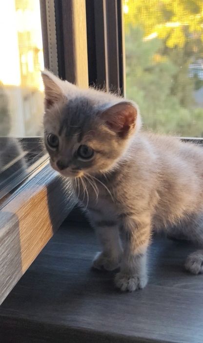 Продам домашнего котика 2 месяца