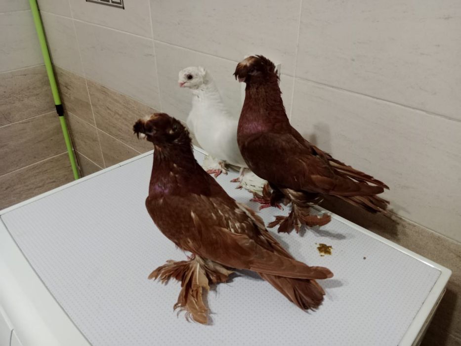 Продам   голубей