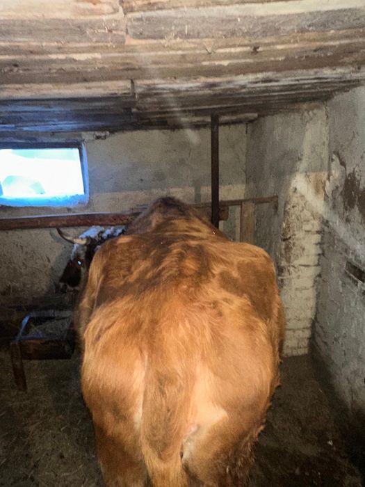 Сиыр 5 жылдық  (корова) сатылады