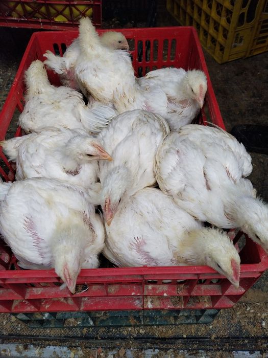 Pui  albi ,pui porumbaci, găini ,  pui de carne ,de oua,bibilici ,rate