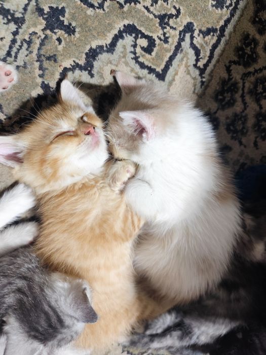 Котята бесплатно