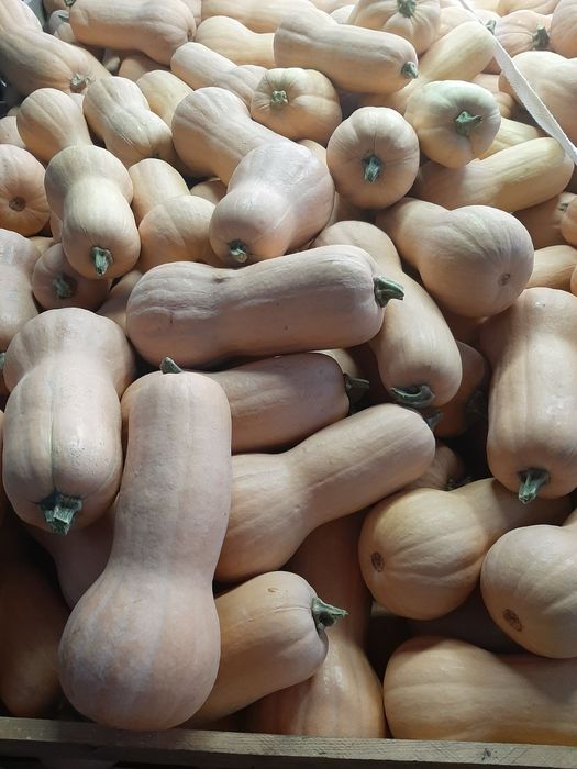 Български тикви (тиква)