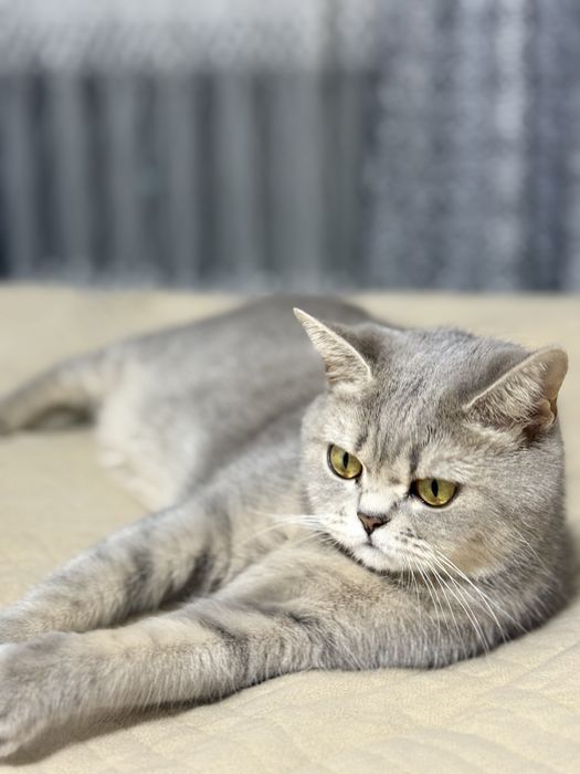 Отдам кошку британская полосатая