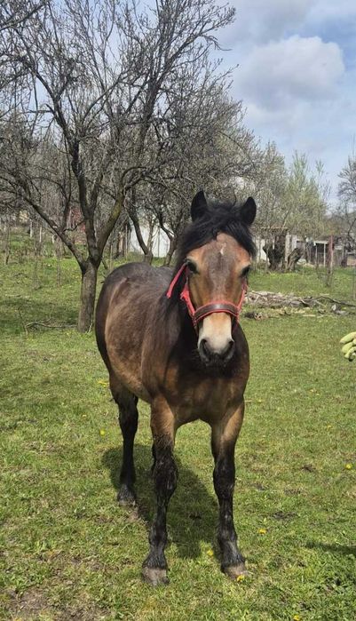 Vând cal (mânz, cârlan), de 11 luni