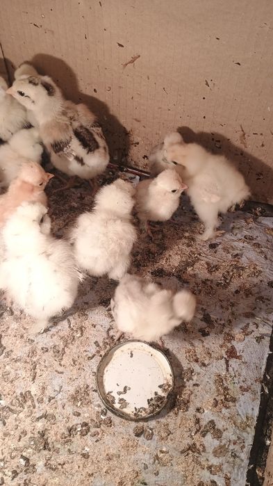 Пилета на различна възраст