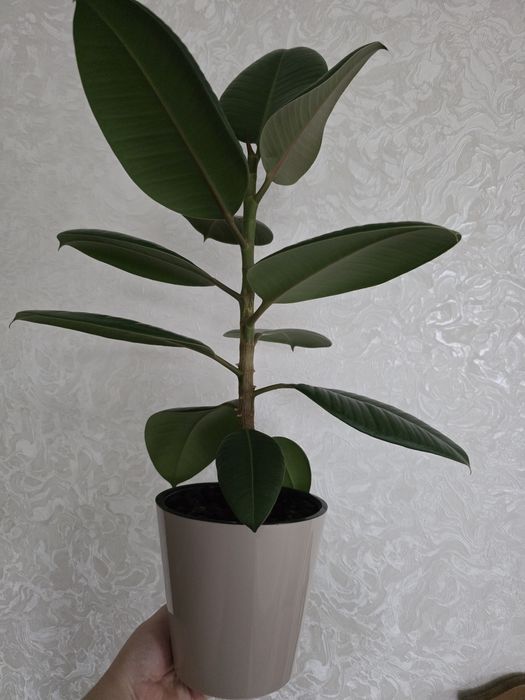 Продам Фикус Робуста