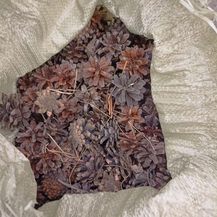 Продам шишки сухие