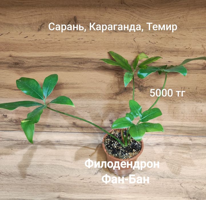 Филодендрон Селоу,Биркин,и т.д