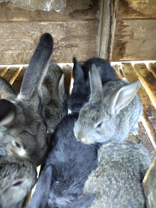 Pui iepure uriaș german