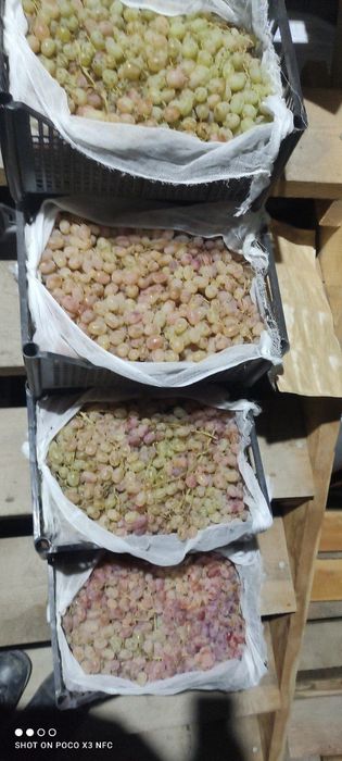 10 tona mesni toyfi uzum sotiladi