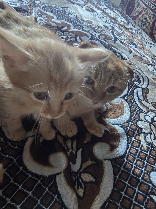 Продам котят, пародистых