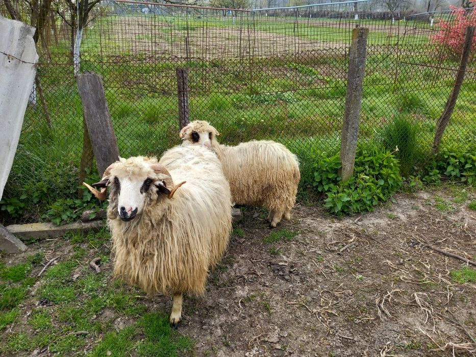 Vand doi berbecuti oachesi