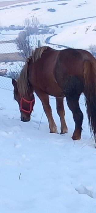 Manza de un an pe doi