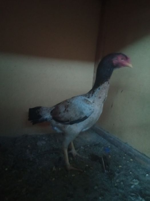 Мокйон 1та бачешкати