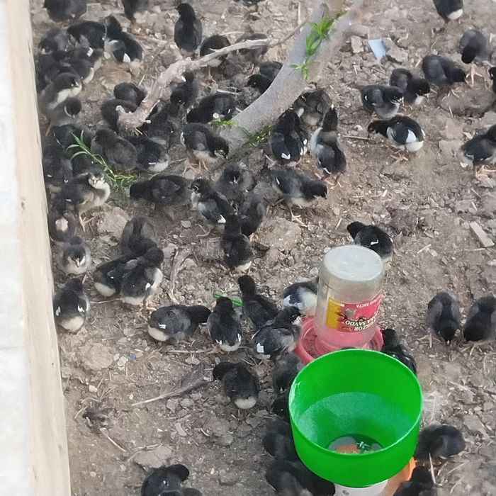 qora shahzoda joʻjalari sotiladi