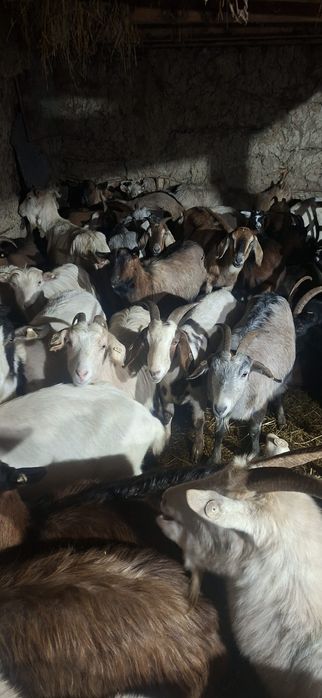 Vând capre fatate și gestante.