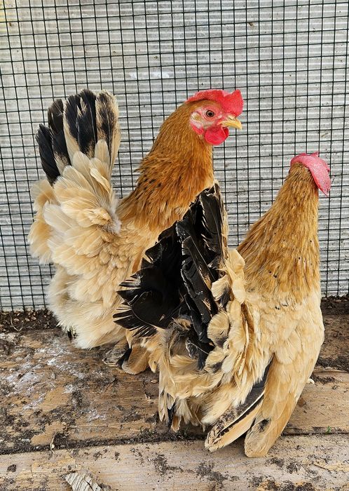 Chabo găini columbia