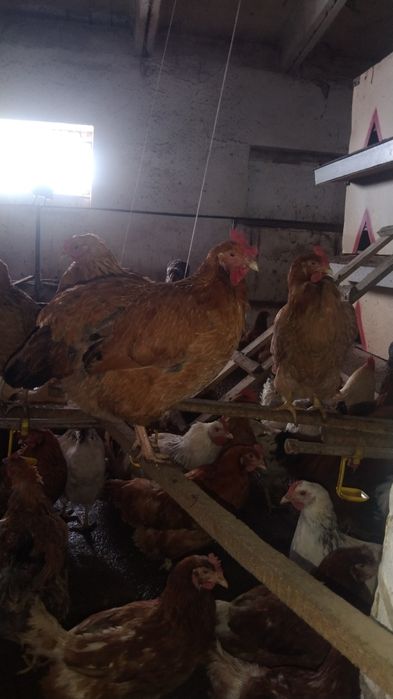 Ломан браун, Кучинские