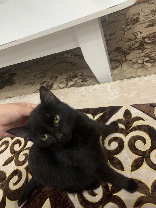 Кошка в добрые руки