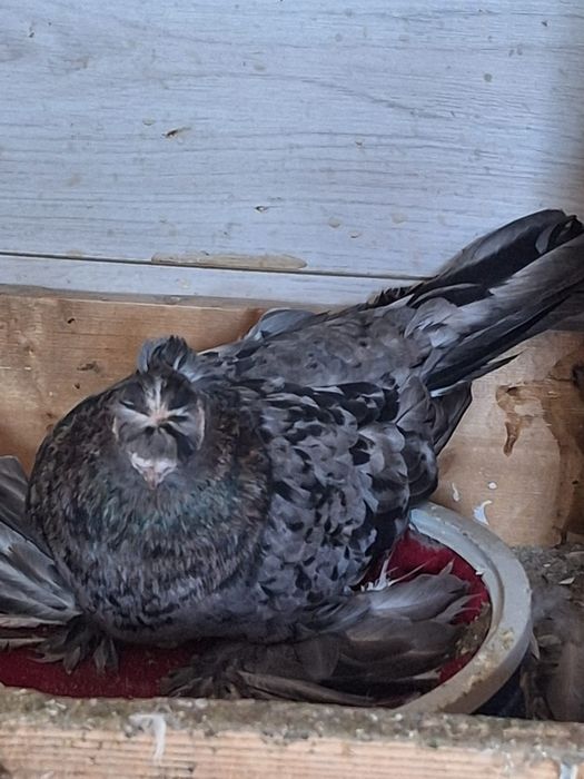 Продам двух чубых голубей