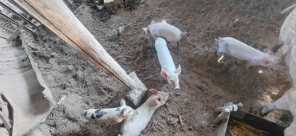 Продавам прасенца