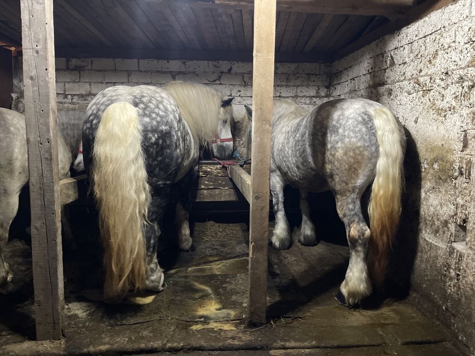 Vând armasar si iapă